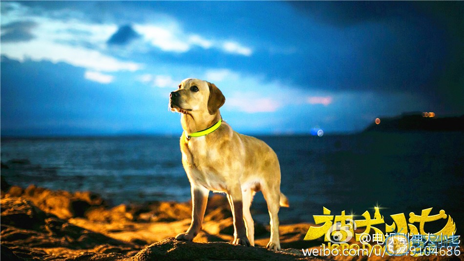 神犬小七2什么时间播_神犬小七2播出时间