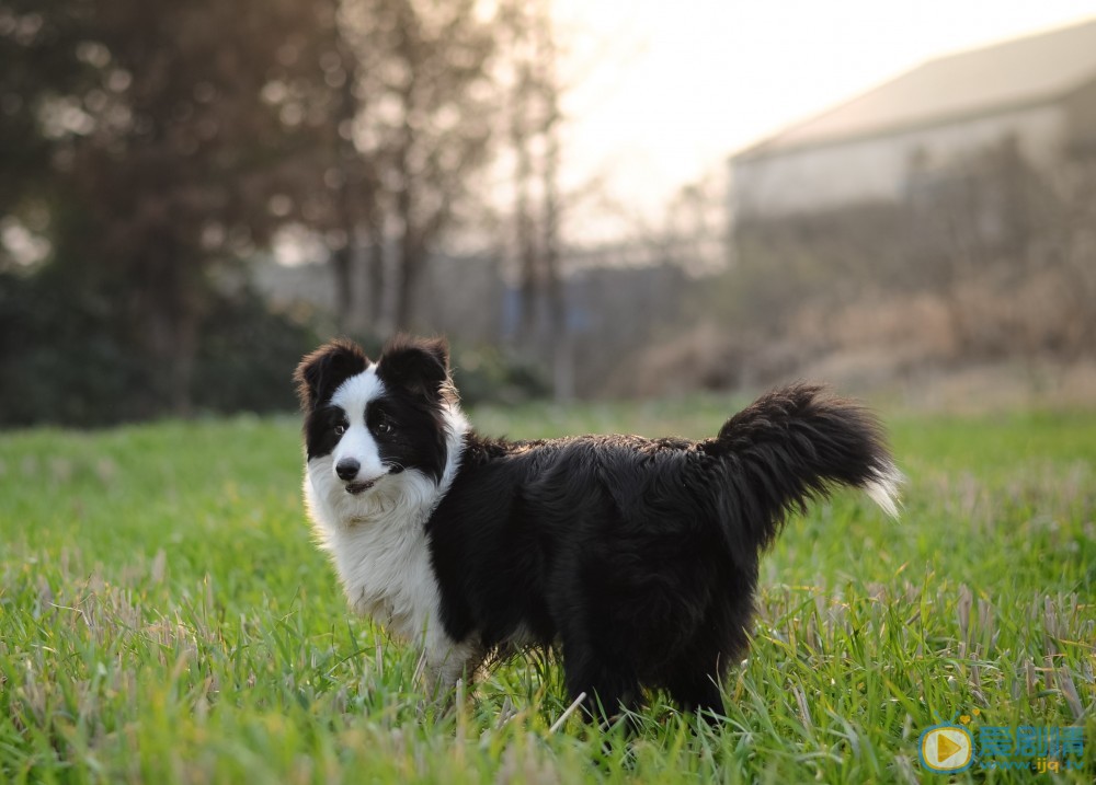 《神犬小七2》神犬小七第二季中“瑪麗”原型邊境牧羊犬