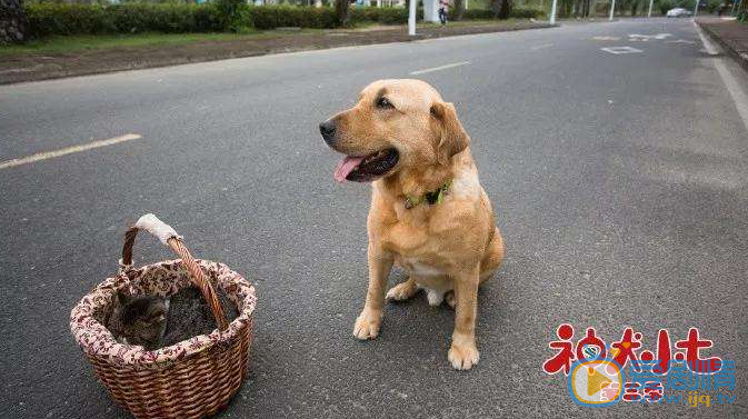 神犬小七3什么時(shí)候播出？這部劇講述的是什么故事？