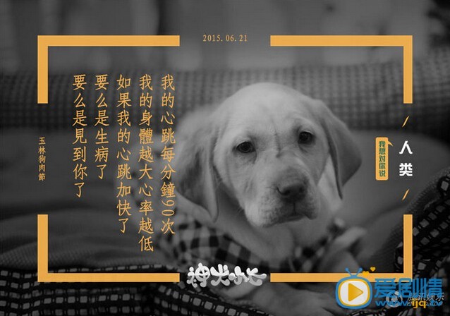 神犬小七宣传广告照片