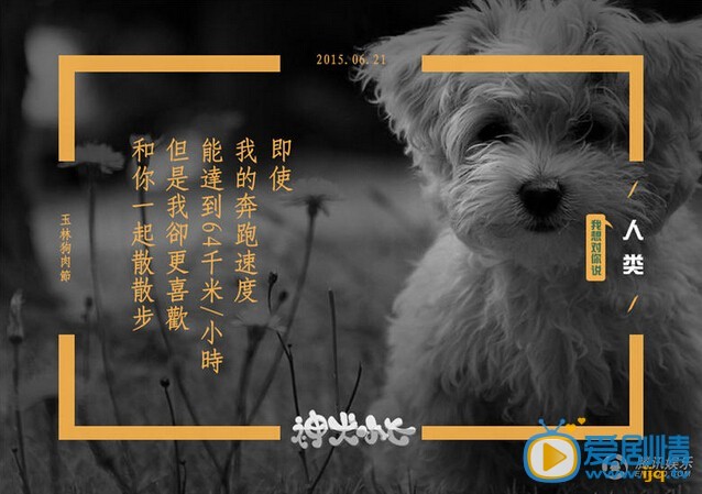 神犬小七宣传广告照片