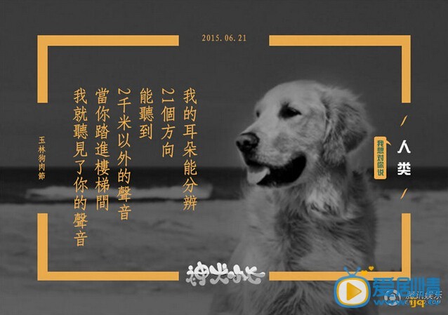 神犬小七宣传广告照片