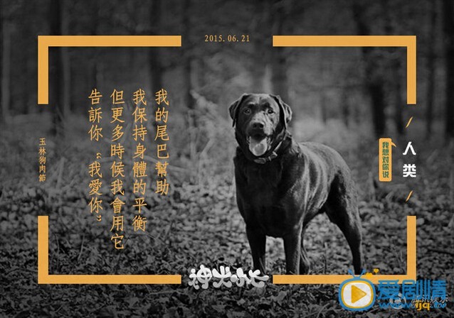 神犬小七宣传广告照片