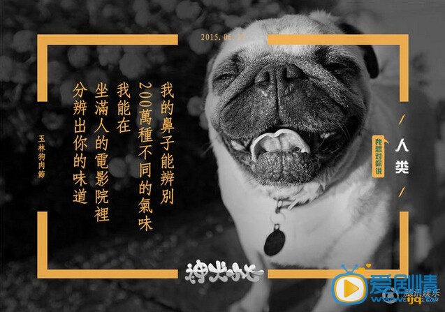 神犬小七宣传广告照片