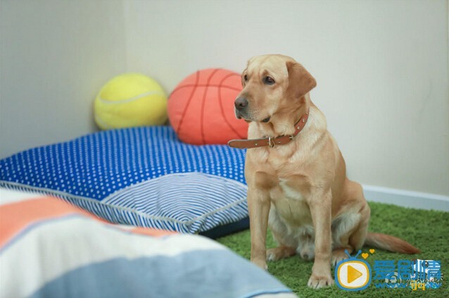 小七神犬小七小七剧照