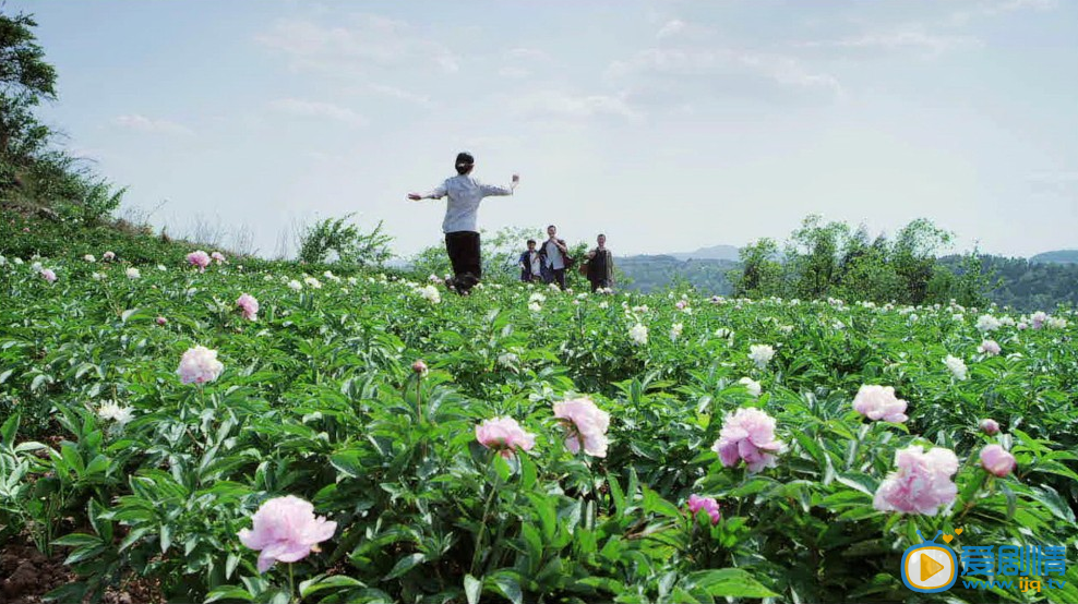  将离草剧照