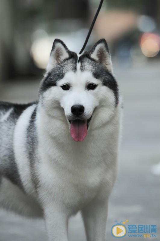 《神犬小七2》神犬小七第二季中“山神”哈士奇原型西伯利亚雪橇犬
