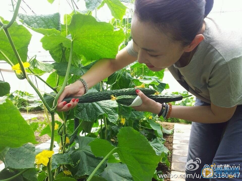 大唐荣耀太子妃扮演者刘威葳个人资料及写真生活照