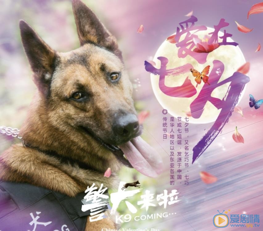 警犬来啦海报